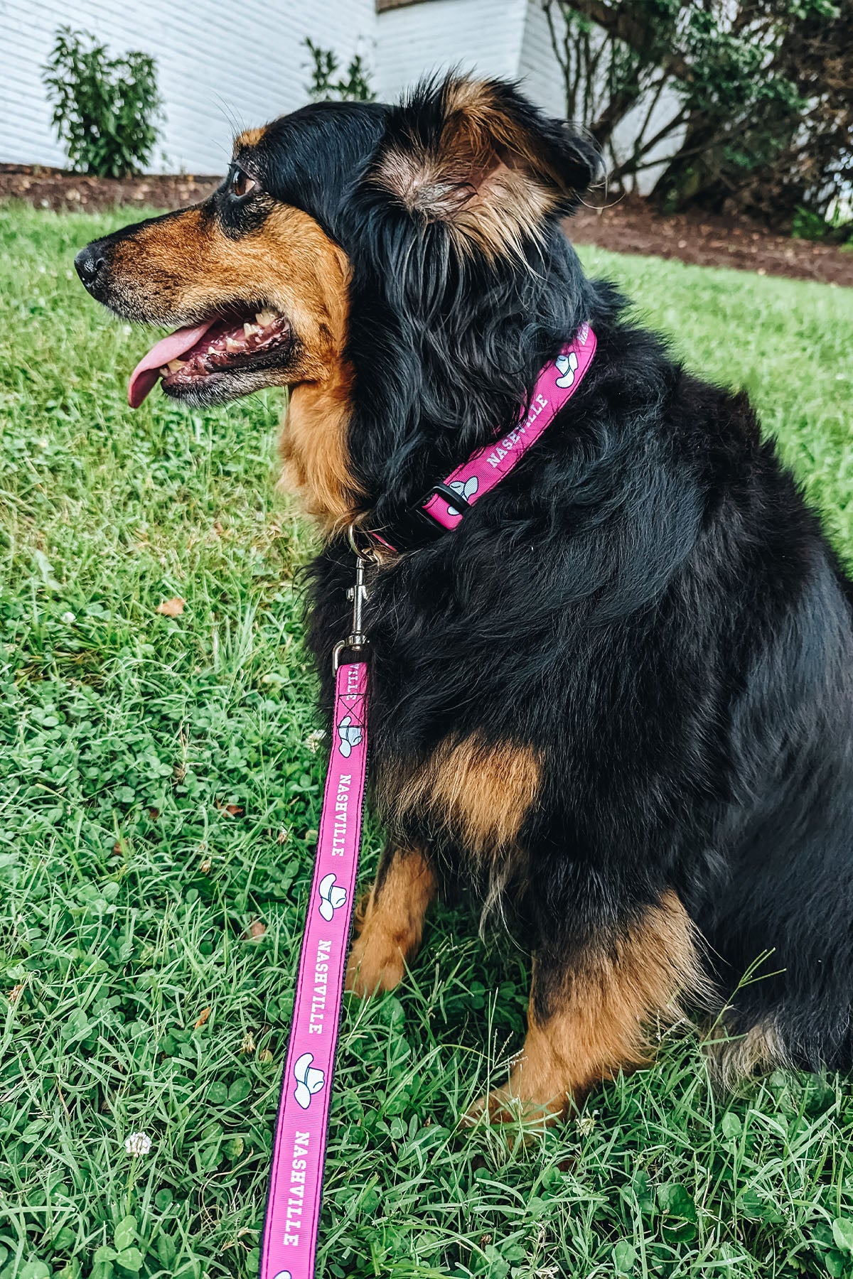 Nashville Dog Collar