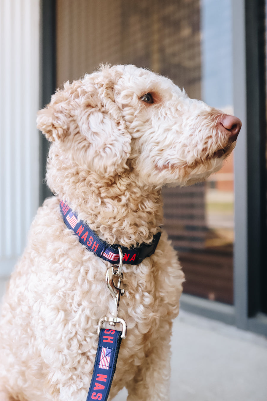 Navy Nylon Webbing Dog Collar