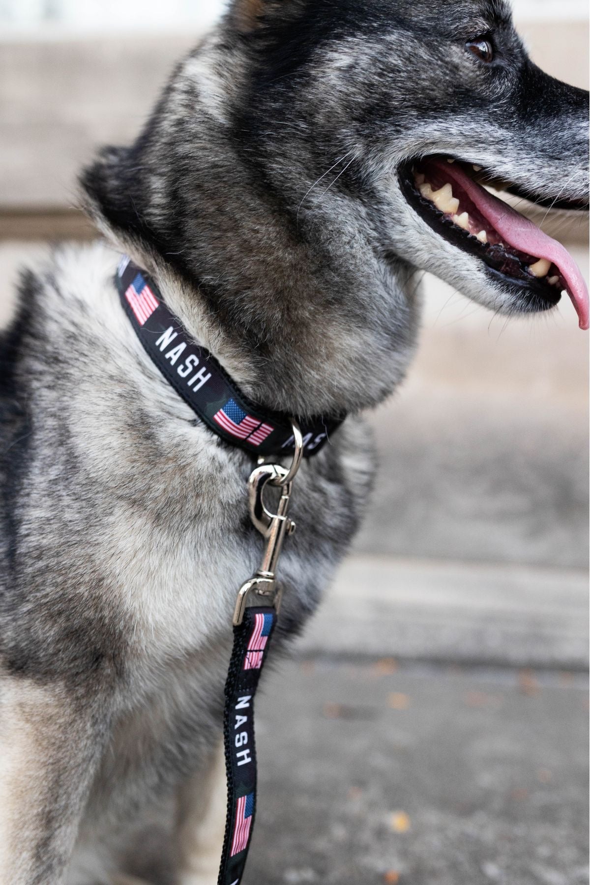 NASH Dog Collar [Multicam Black]