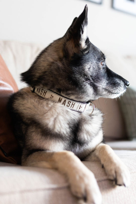 NASH Dog Collar [Cream/Brown]