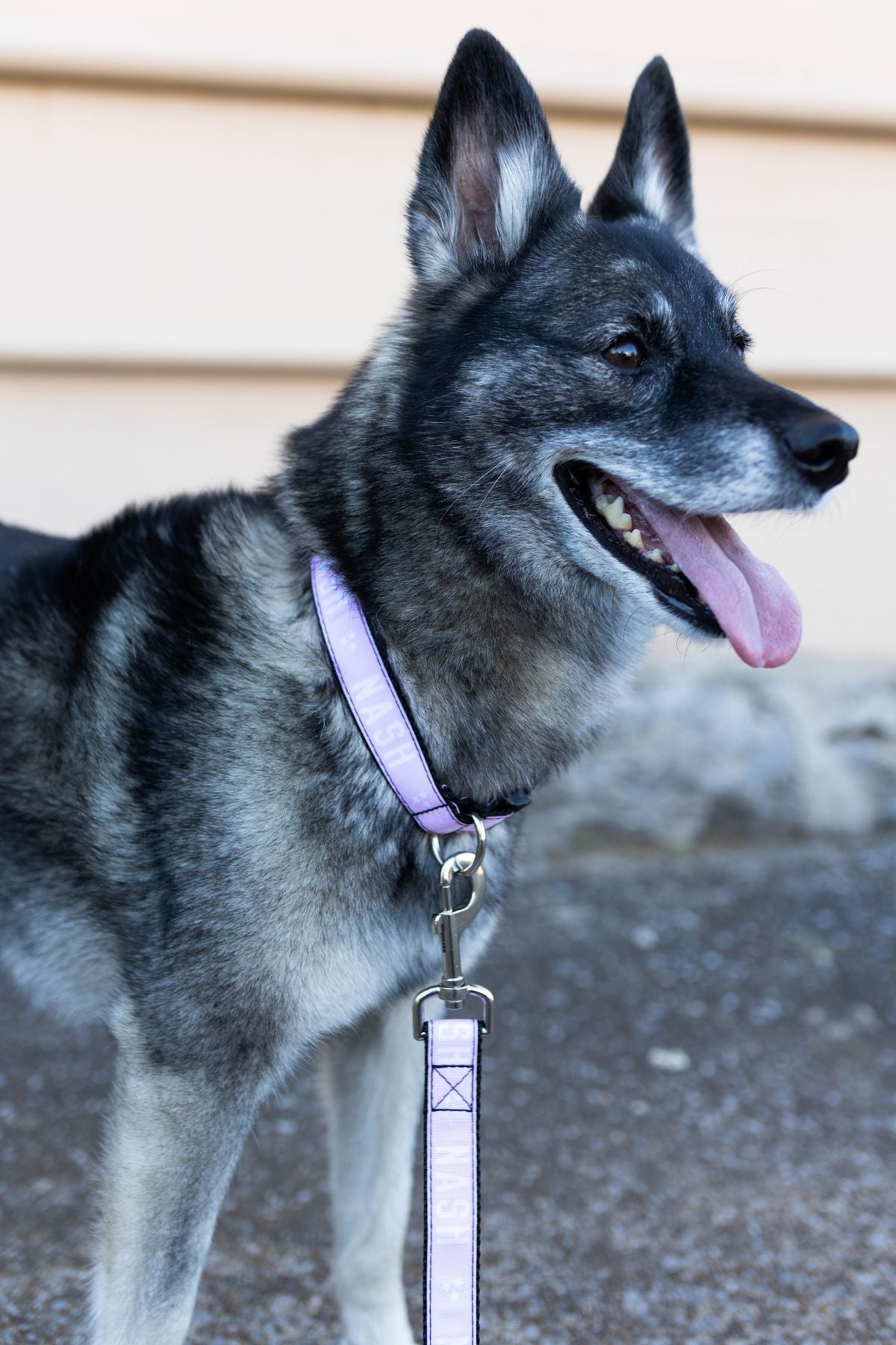 NASH Dog Leash [Light Pink]