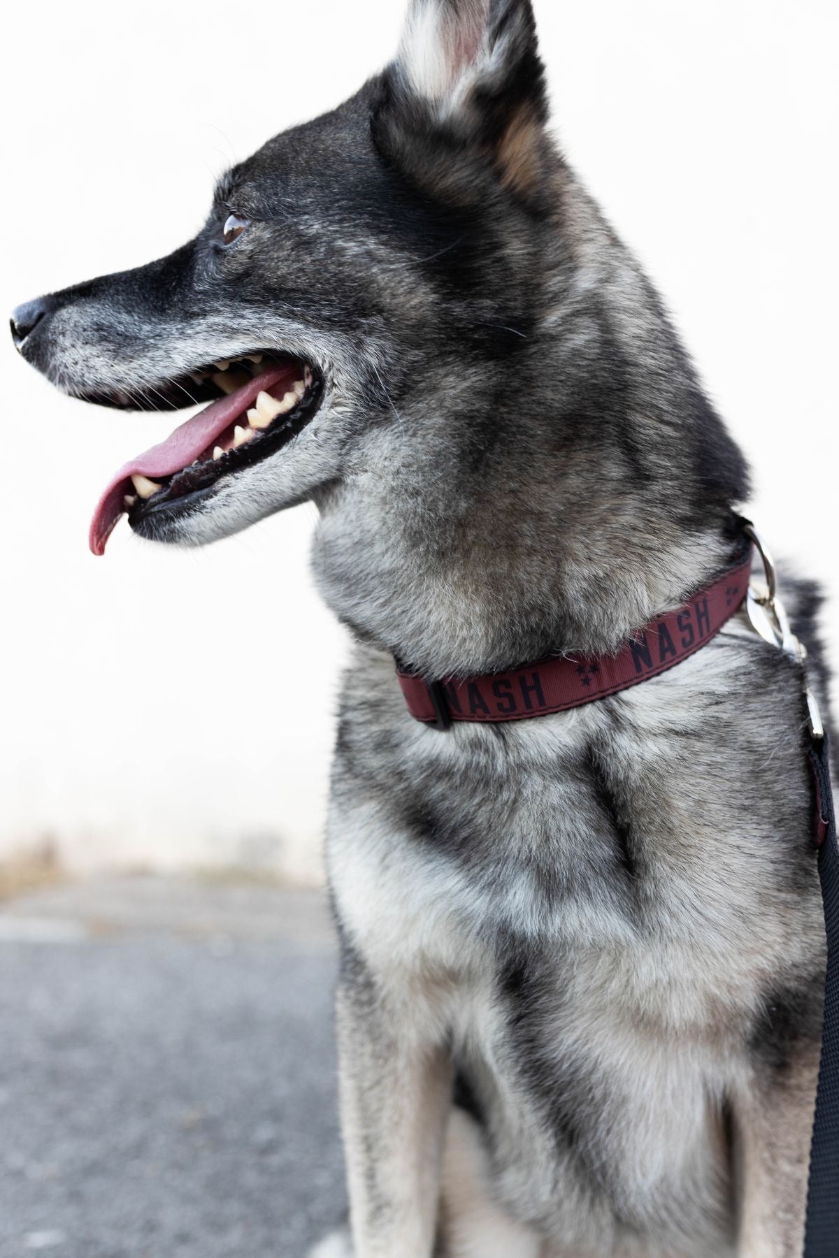 NASH Dog Collar [Marsala]