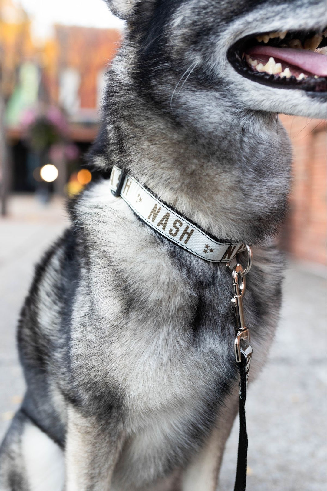 NASH Dog Collar [Cream/Brown]