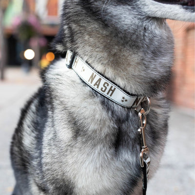 NASH Dog Collar [Cream/Brown]