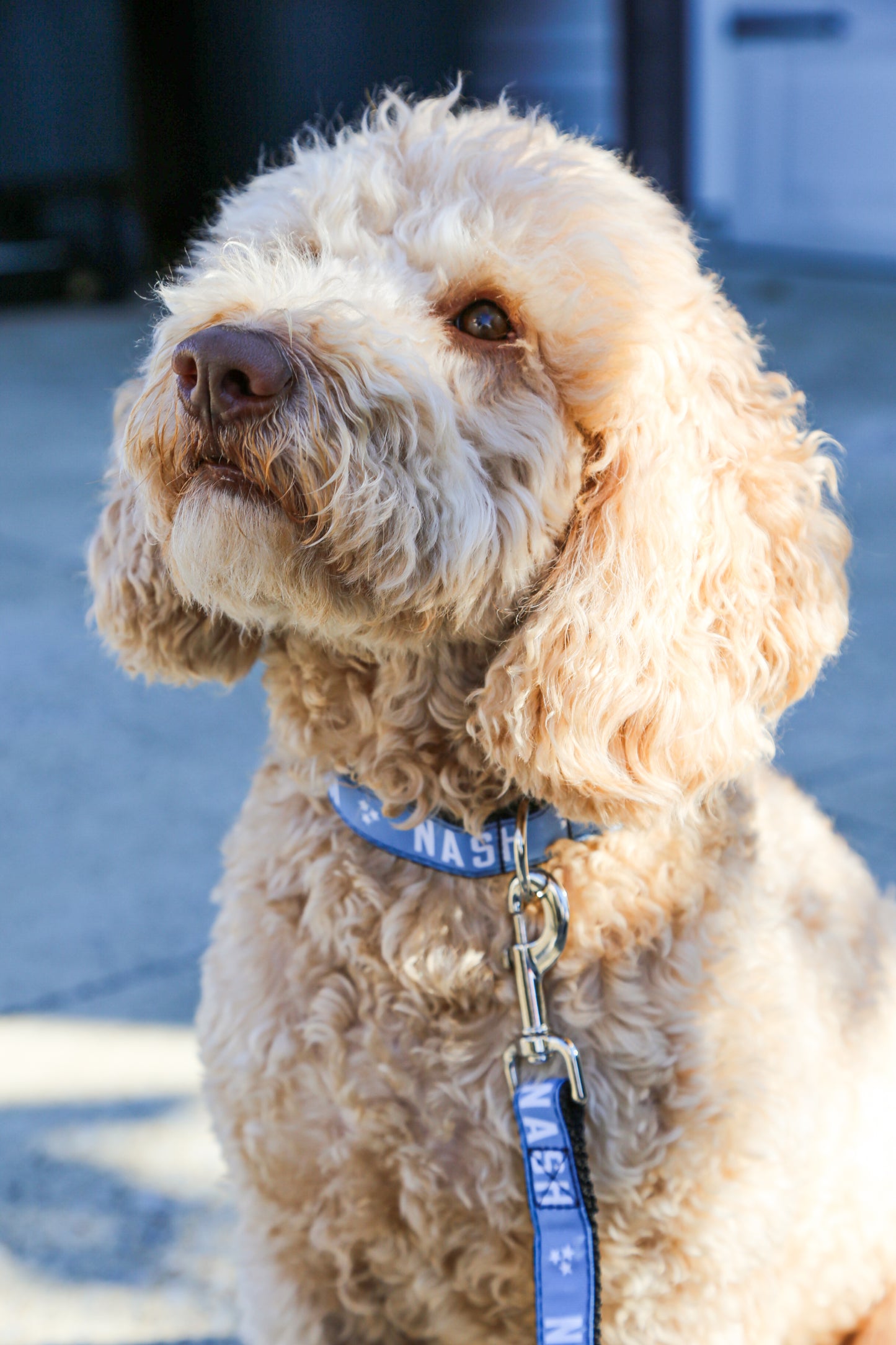 NASH Dog Collar [Smoke Blue]
