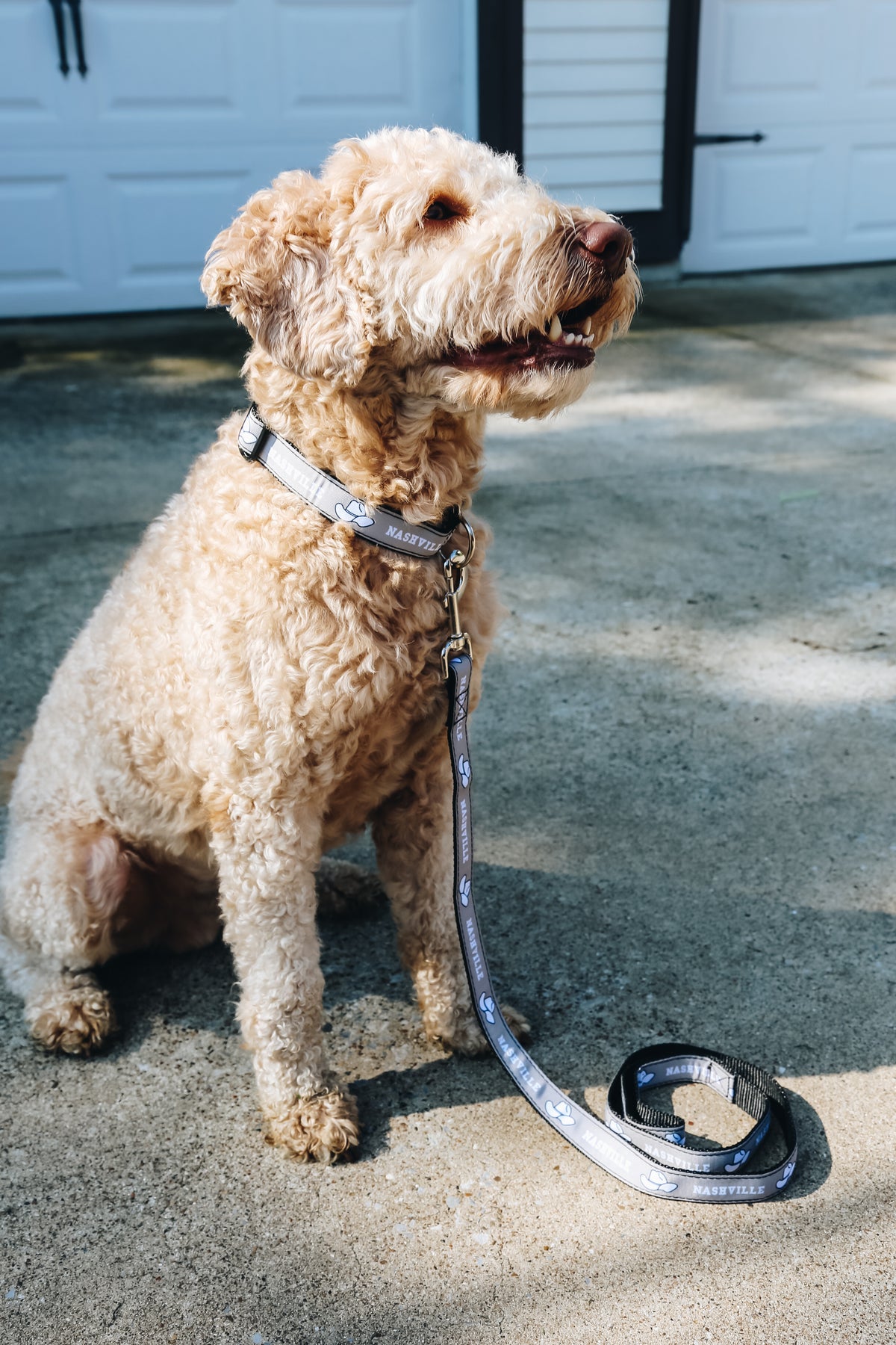 Dog Leash