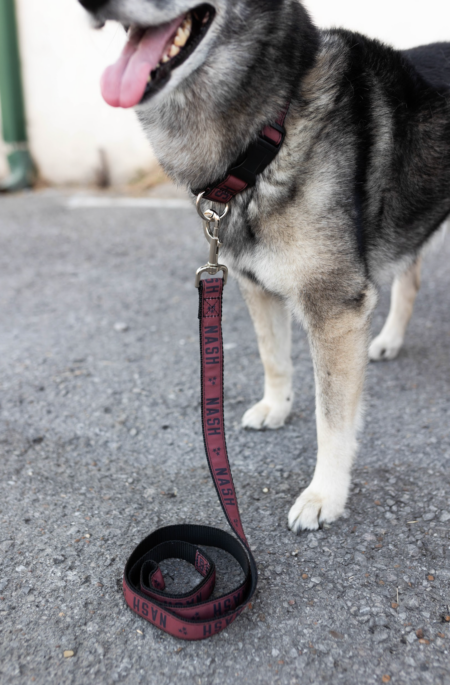 NASH Dog Leash [Marsala]