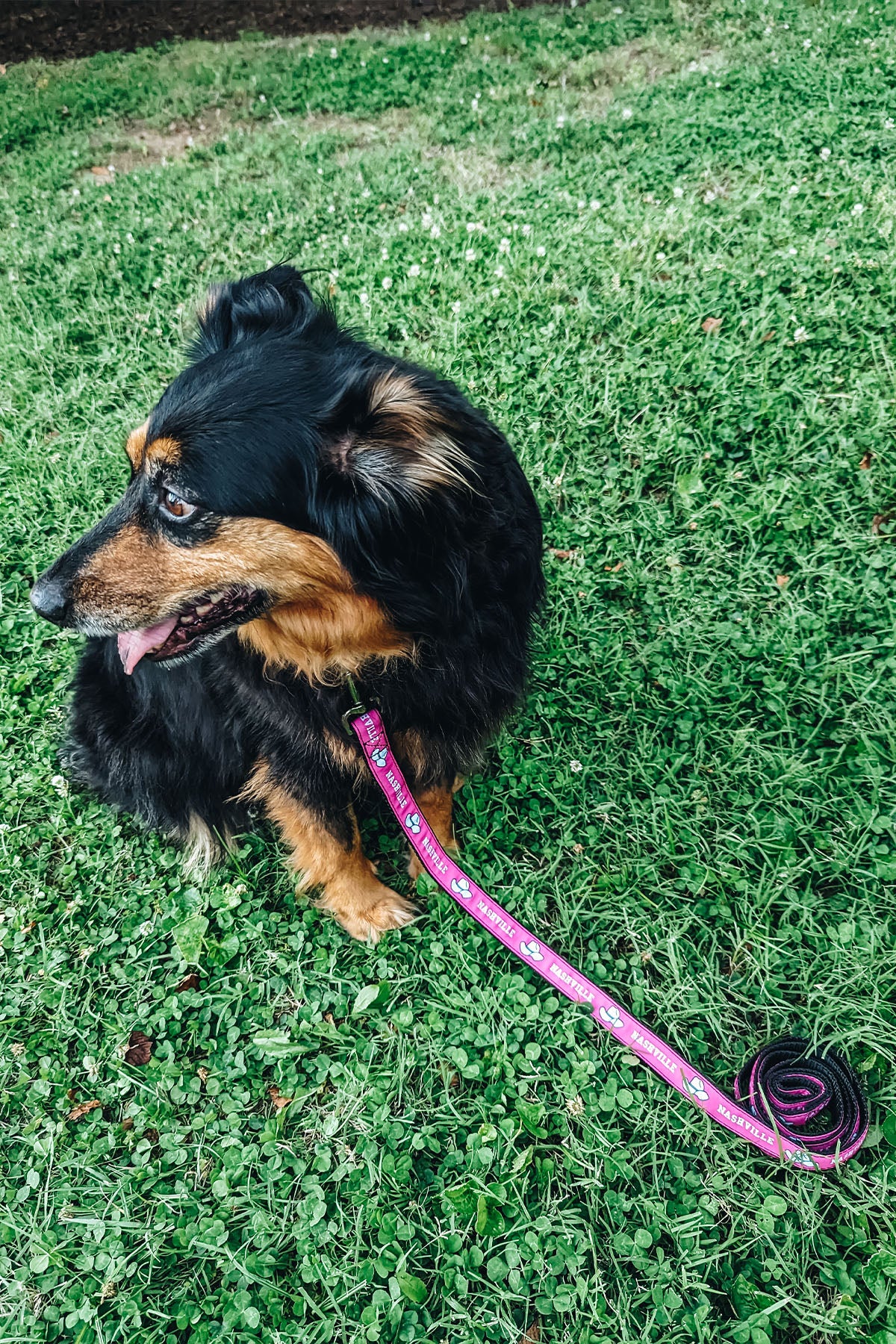 Dog Leash [Pink/White]
