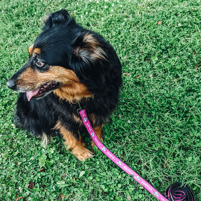 Dog Leash [Pink/White]