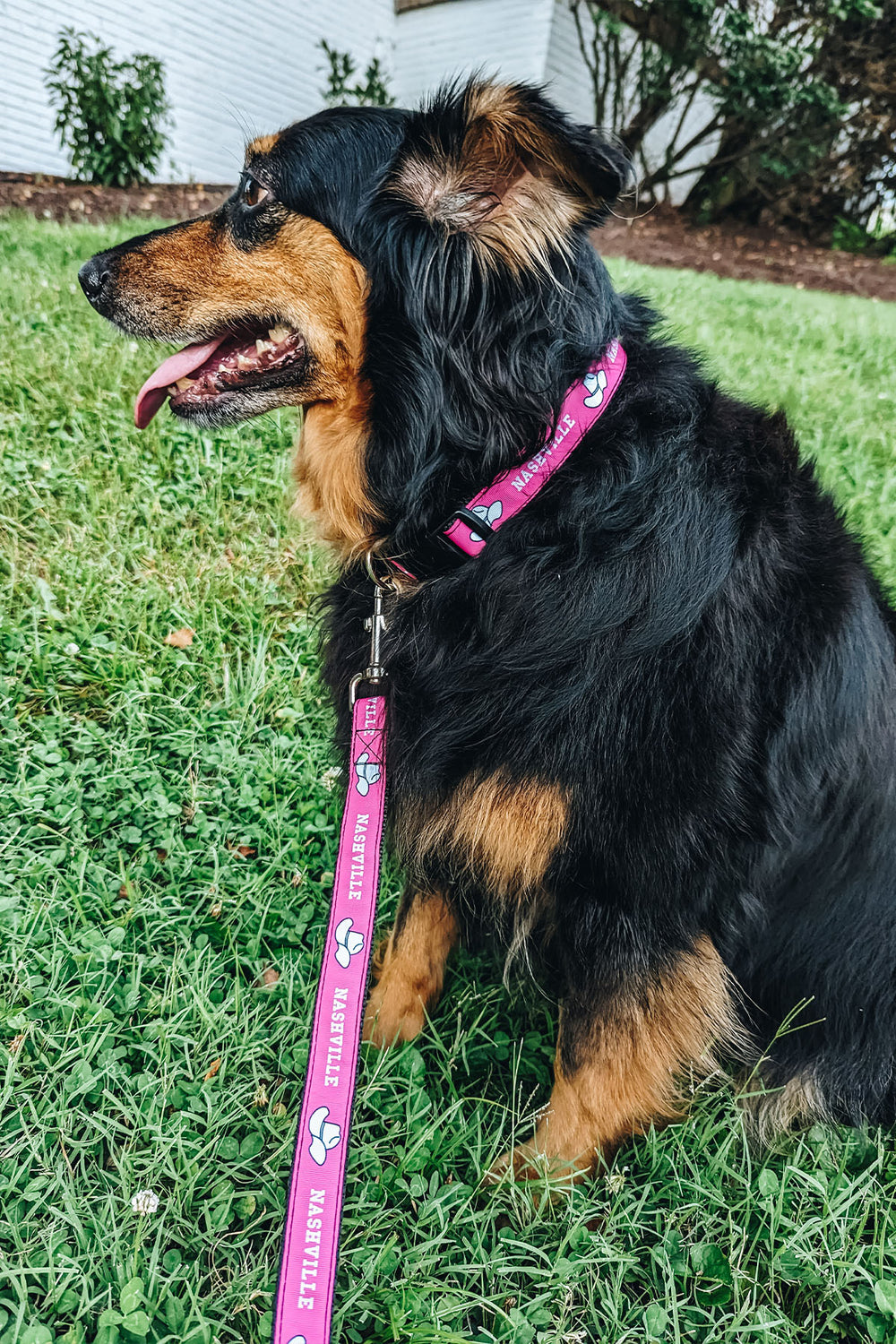 Nashville Dog Collar [Pink]