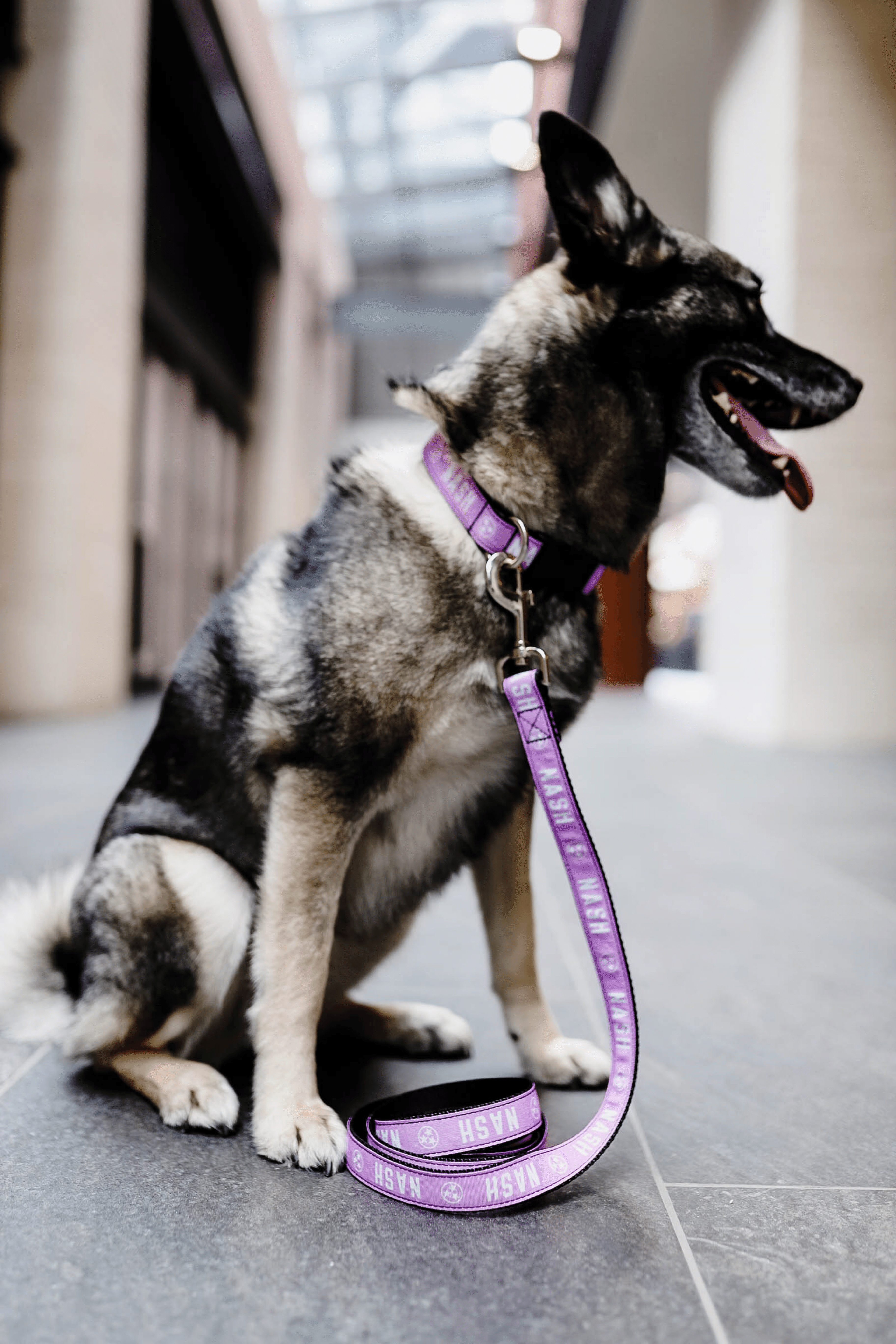 NASH Dog Leash [Lilac/White]