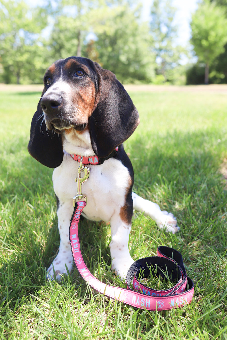 NASH Dog Collar [Coral/Teal]