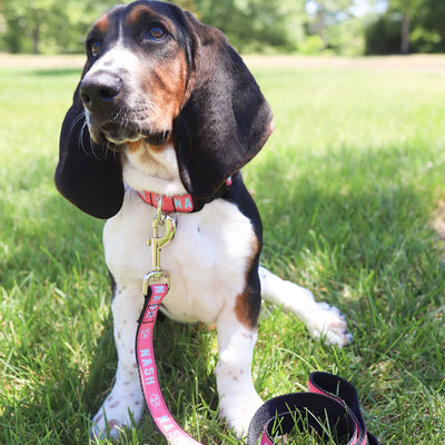 NASH Dog Leash