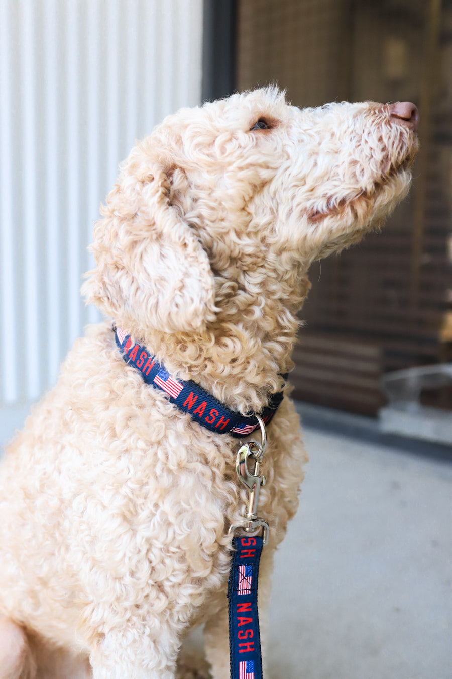 NASH Dog Collar [Flag]
