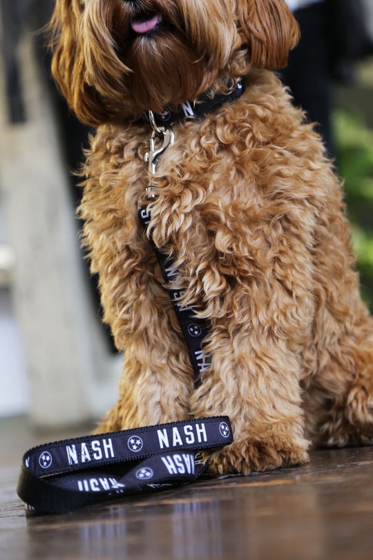 NASH Dog Leash [Black/White]