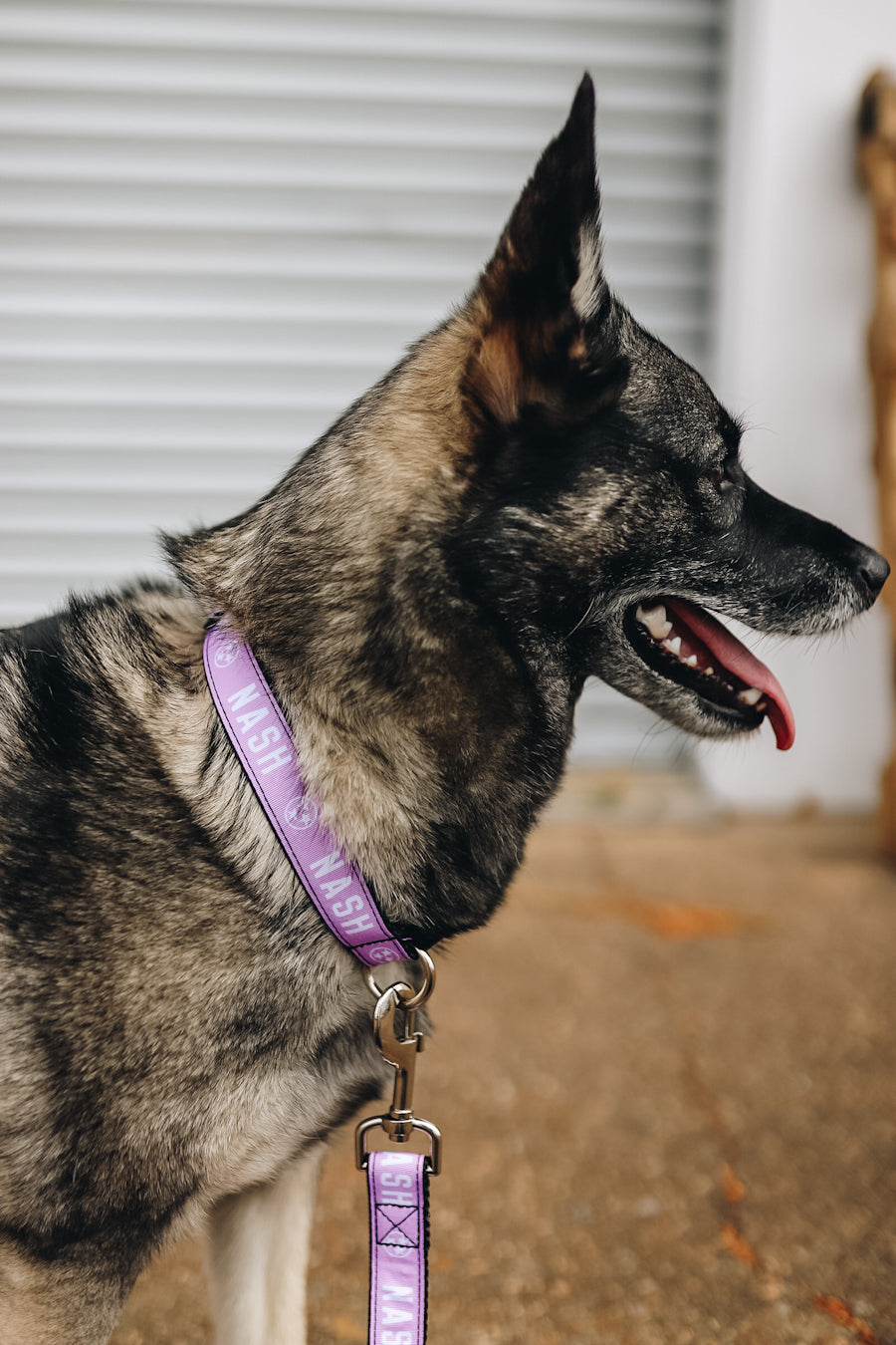 NASH Dog Collar [Lilac/White]