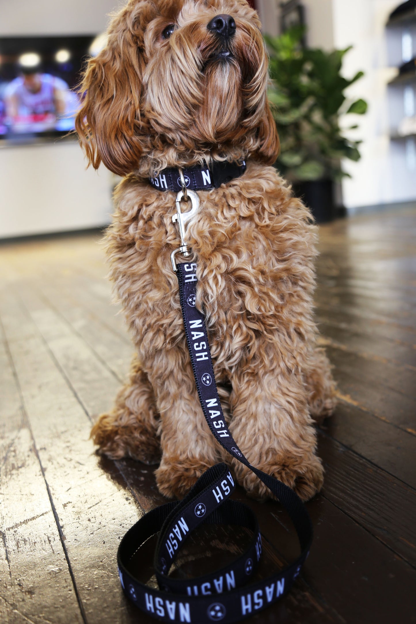 NASH Dog Collar [Black/White]