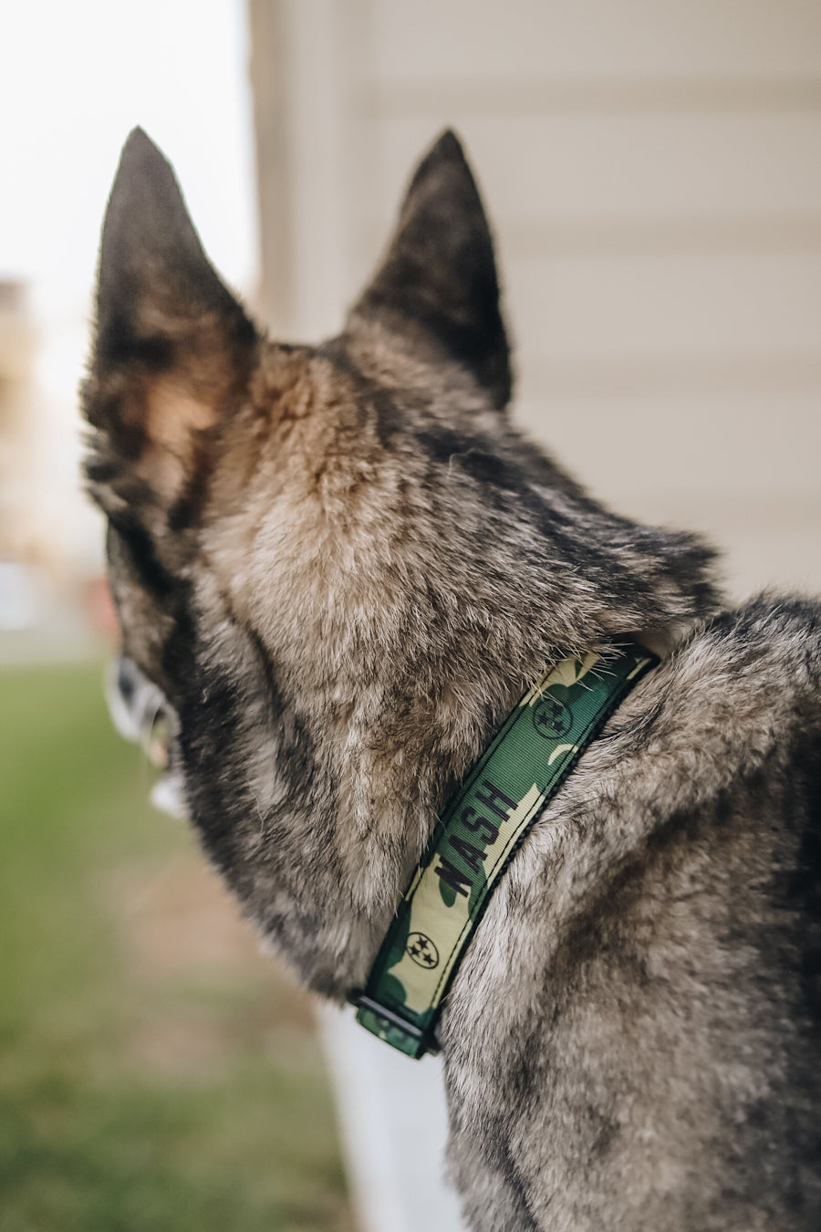 NASH Dog Collar [Camo]