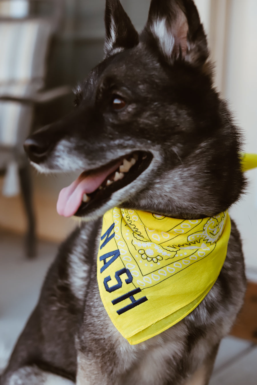 Cute dog wearing a yellow bandana with navy nash embroidered on the front. 
