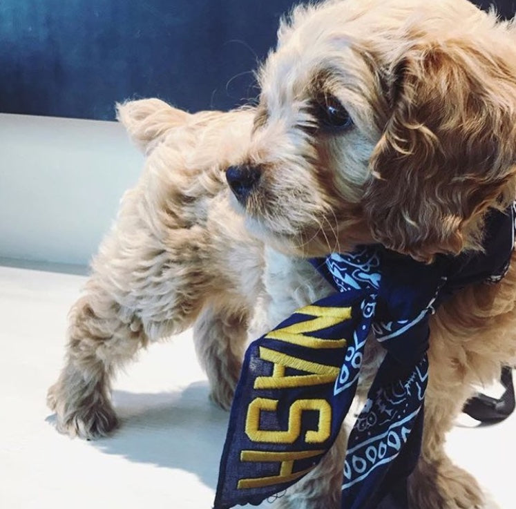 Dog wearing navy bandana with gold embroidered nash