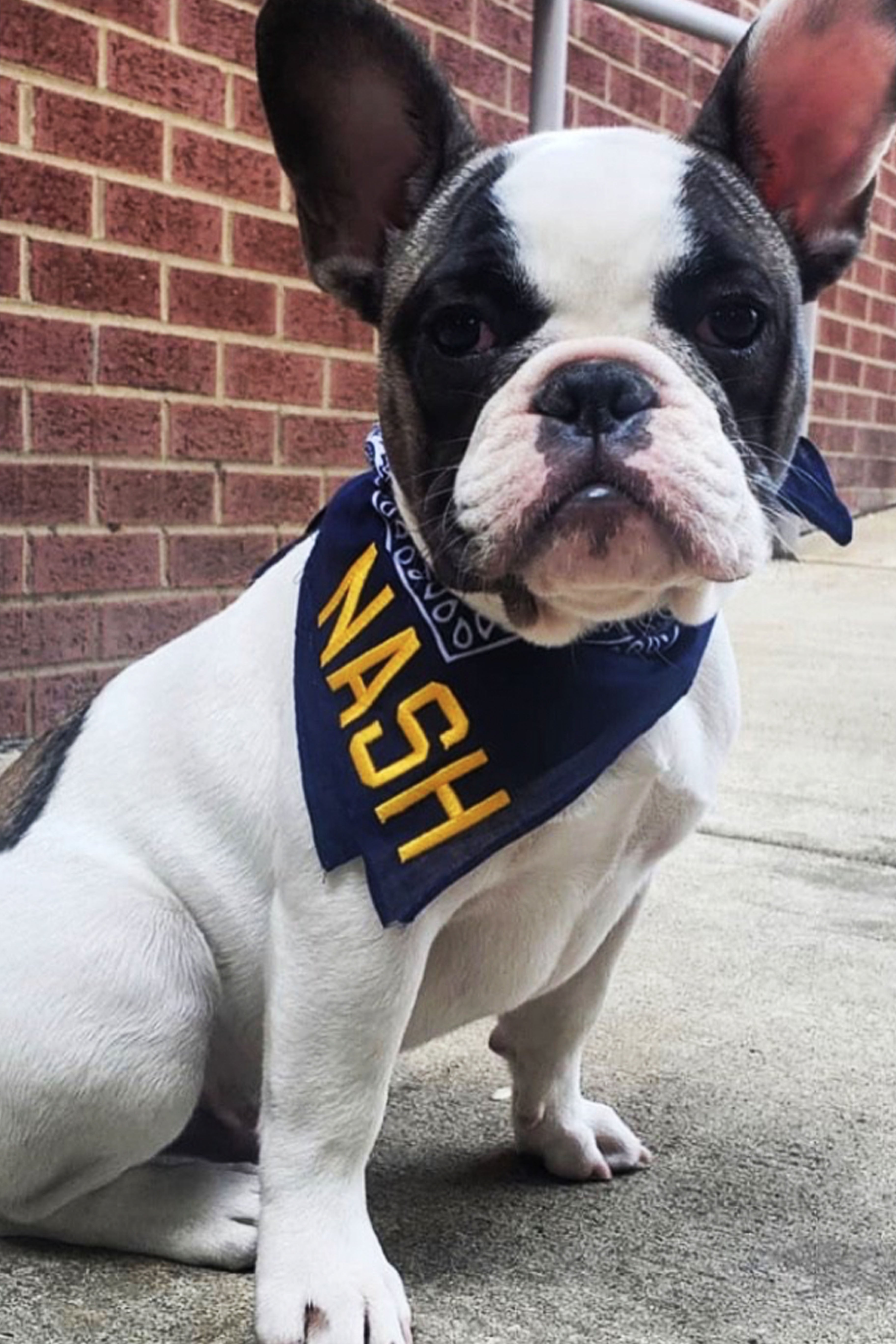 Dog wearing navy bandana with gold embroidered nash 