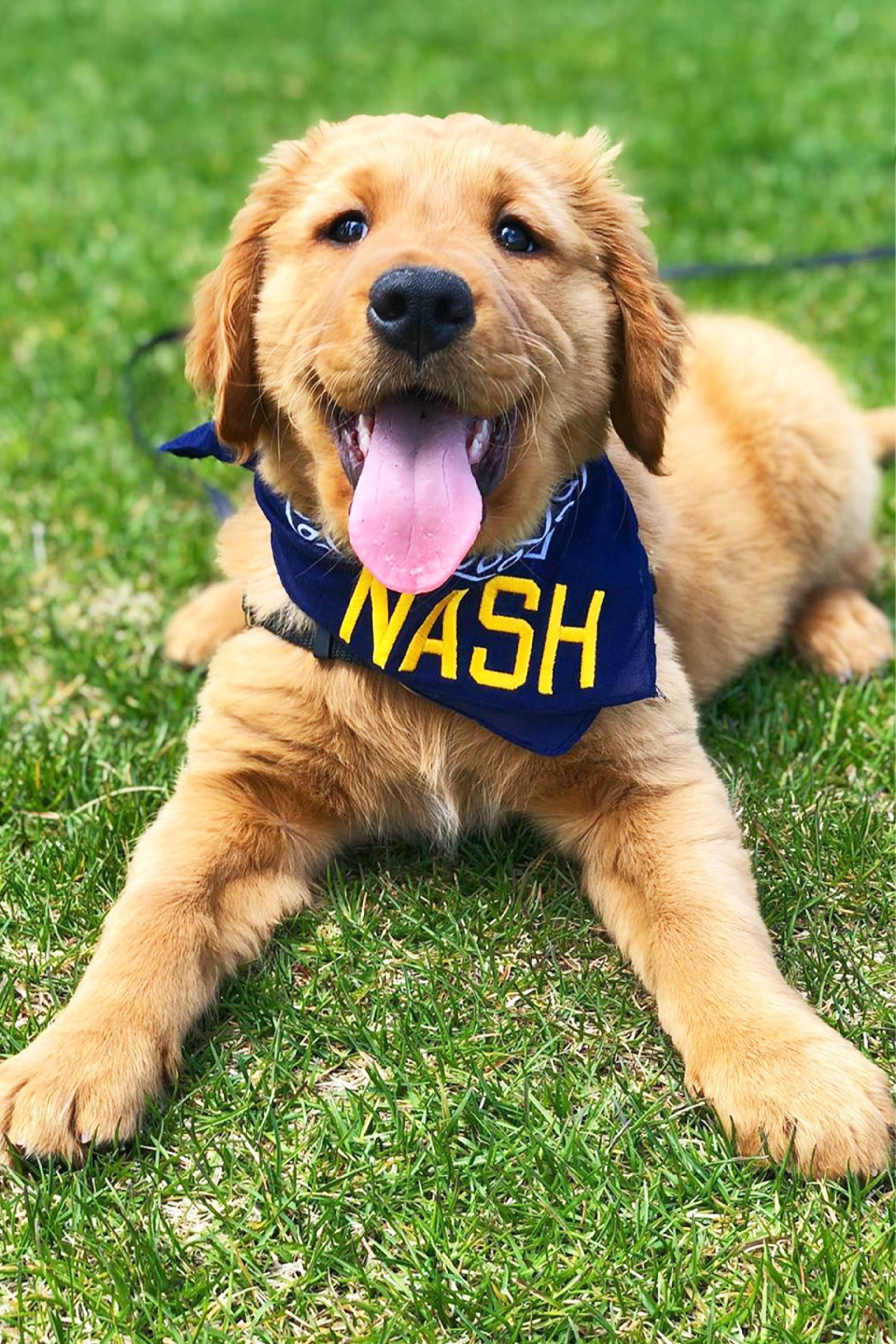 Puppy retriever wearing navy bandana with gold embroidered NASH 