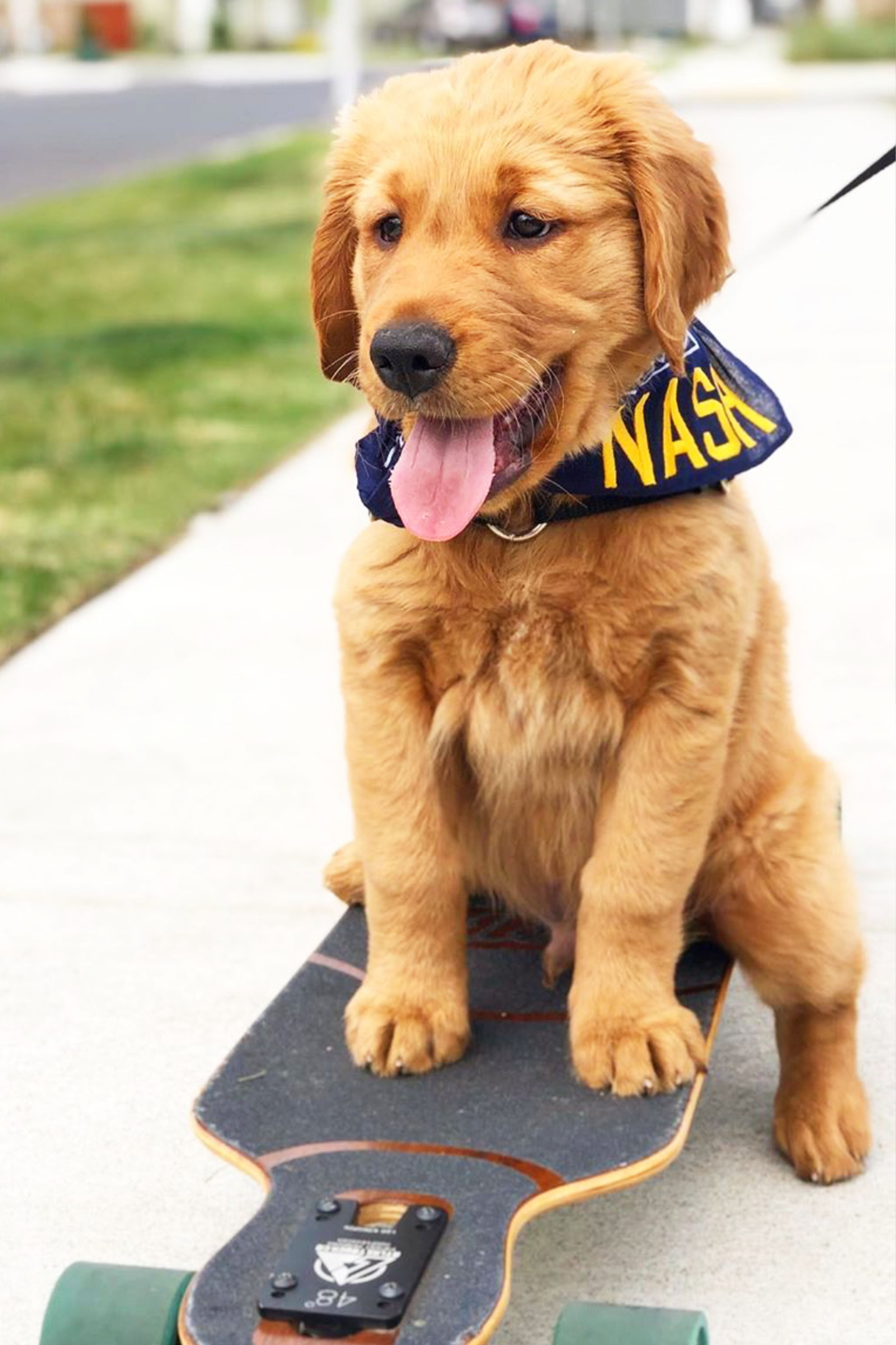 Puppy on skateboard wearing Navy bandana with gold embroidered NASH