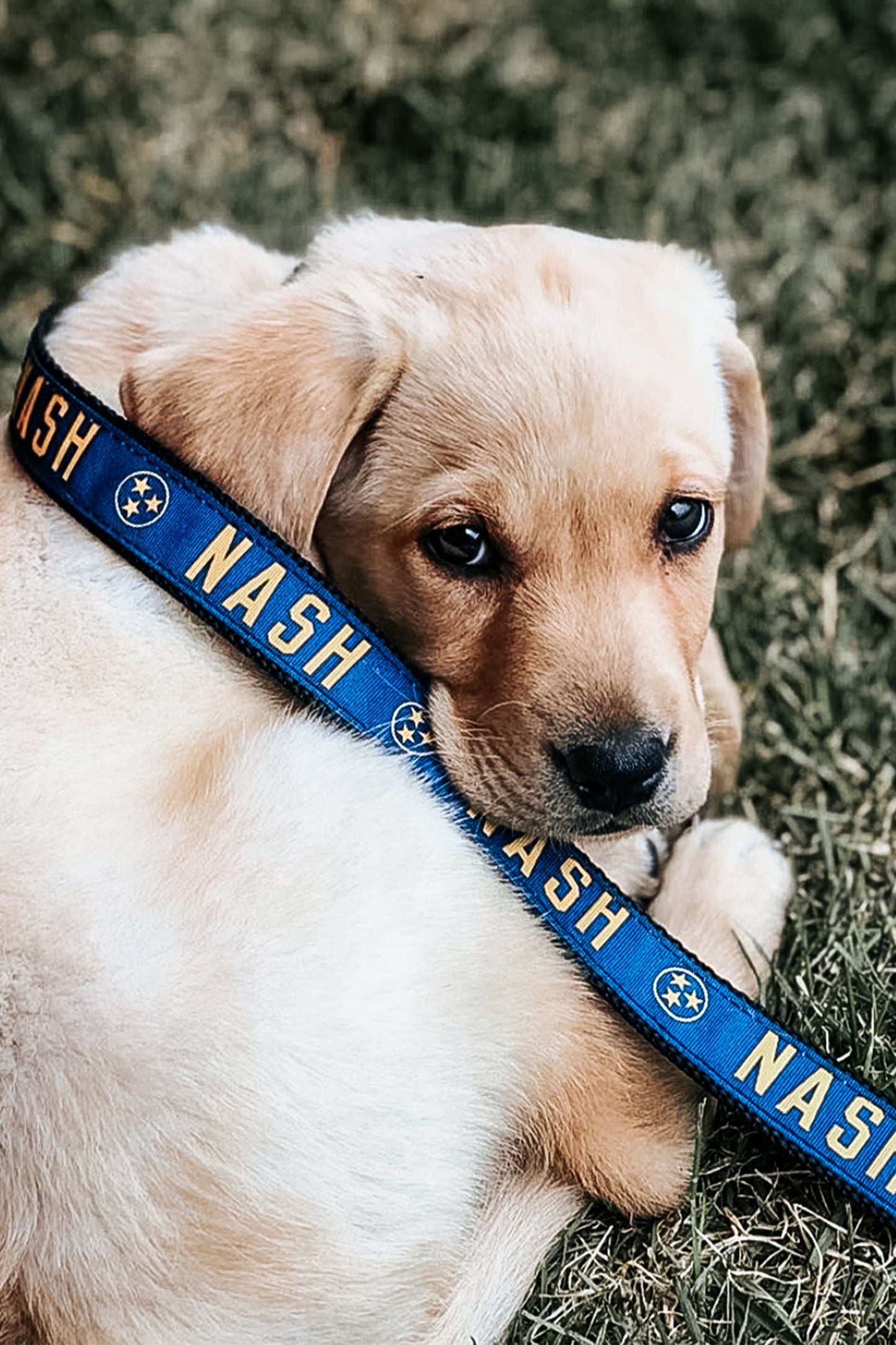 NASH Dog Leash [Navy/Gold]